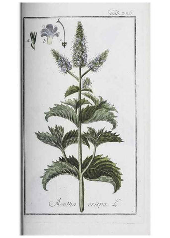 Reproducción/Reproduction 40214740283: Icones plantarum medicinalium.. Nürnberg :auf Kosten der Raspischen Buchhandlung,1779-1790. 