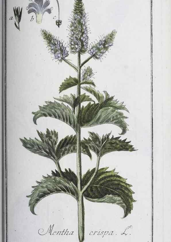 Reproducción/Reproduction 40214740283: Icones plantarum medicinalium.. Nürnberg :auf Kosten der Raspischen Buchhandlung,1779-1790. 
