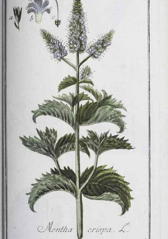 Reproducción/Reproduction 40214740283: Icones plantarum medicinalium.. Nürnberg :auf Kosten der Raspischen Buchhandlung,1779-1790. 