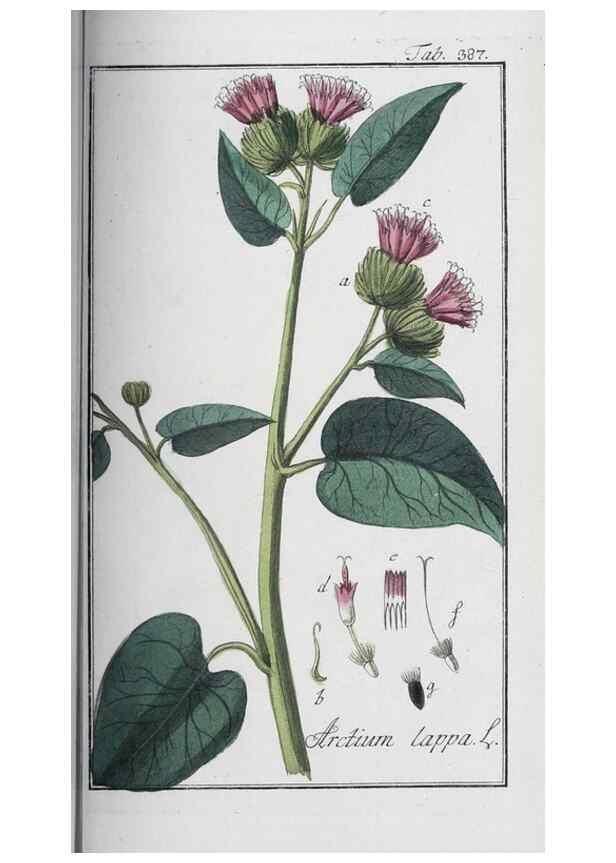 Reproducción/Reproduction 46265403615: Icones plantarum medicinalium.. Nürnberg :auf Kosten der Raspischen Buchhandlung,1779-1790. 