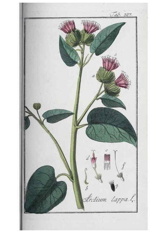 Reproducción/Reproduction 46265403615: Icones plantarum medicinalium.. Nürnberg :auf Kosten der Raspischen Buchhandlung,1779-1790. 