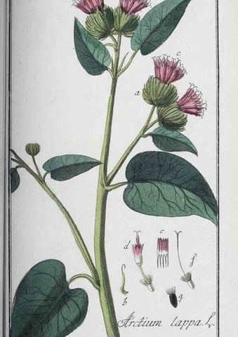 Reproducción/Reproduction 46265403615: Icones plantarum medicinalium.. Nürnberg :auf Kosten der Raspischen Buchhandlung,1779-1790. 