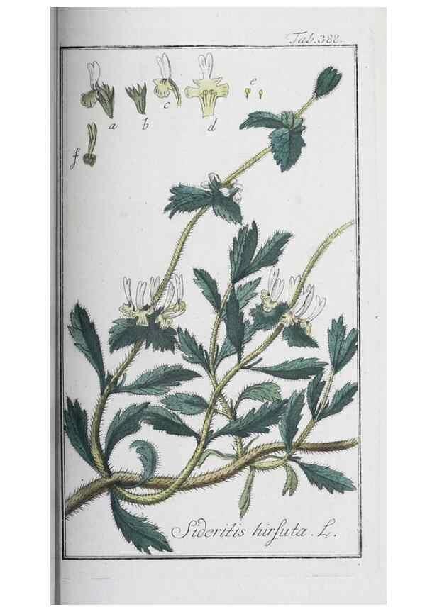 Reproducción/Reproduction 40214743533: Icones plantarum medicinalium.. Nürnberg :auf Kosten der Raspischen Buchhandlung,1779-1790. 