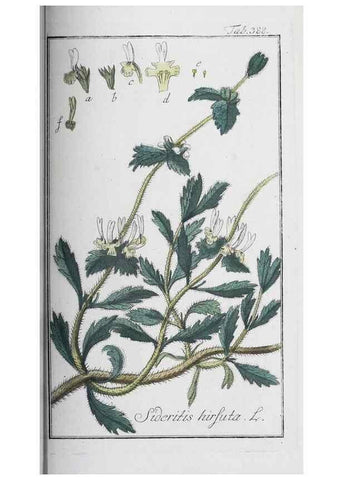 Reproducción/Reproduction 40214743533: Icones plantarum medicinalium.. Nürnberg :auf Kosten der Raspischen Buchhandlung,1779-1790. 