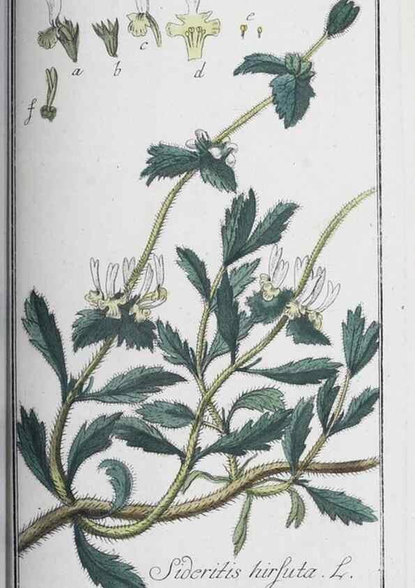 Reproducción/Reproduction 40214743533: Icones plantarum medicinalium.. Nürnberg :auf Kosten der Raspischen Buchhandlung,1779-1790. 