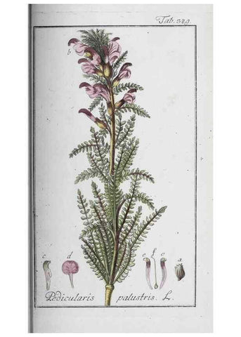 Reproducción/Reproduction 46456067114: Icones plantarum medicinalium.. Nürnberg :auf Kosten der Raspischen Buchhandlung,1779-1790. 