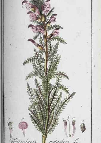 Reproducción/Reproduction 46456067114: Icones plantarum medicinalium.. Nürnberg :auf Kosten der Raspischen Buchhandlung,1779-1790. 