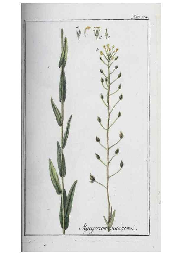 Reproducción/Reproduction 33304321318: Icones plantarum medicinalium.. Nürnberg :auf Kosten der Raspischen Buchhandlung,1779-1790. 