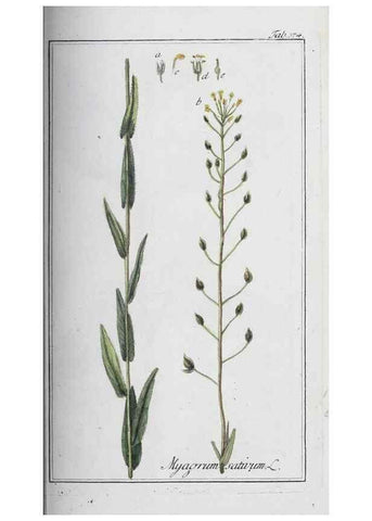 Reproducción/Reproduction 33304321318: Icones plantarum medicinalium.. Nürnberg :auf Kosten der Raspischen Buchhandlung,1779-1790. 