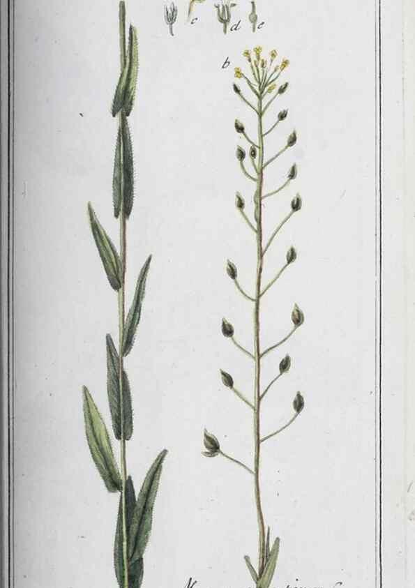 Reproducción/Reproduction 33304321318: Icones plantarum medicinalium.. Nürnberg :auf Kosten der Raspischen Buchhandlung,1779-1790. 