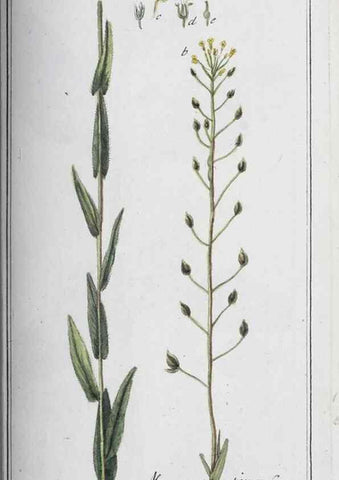 Reproducción/Reproduction 33304321318: Icones plantarum medicinalium.. Nürnberg :auf Kosten der Raspischen Buchhandlung,1779-1790. 