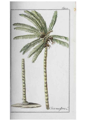 Reproducción/Reproduction 40214727543: Icones plantarum medicinalium.. Nürnberg :auf Kosten der Raspischen Buchhandlung,1779-1790. 