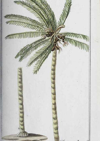 Reproducción/Reproduction 40214727543: Icones plantarum medicinalium.. Nürnberg :auf Kosten der Raspischen Buchhandlung,1779-1790. 