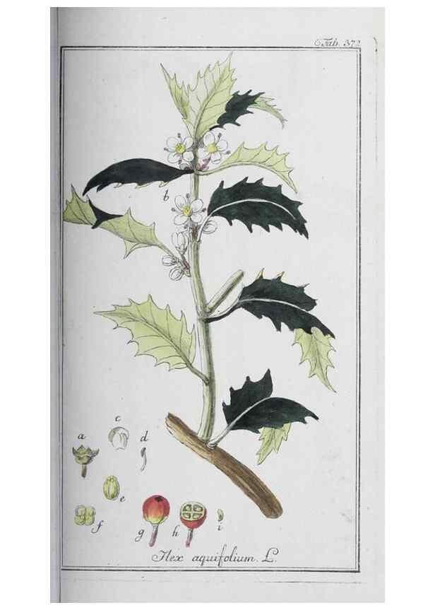 Reproducción/Reproduction 32237820407: Icones plantarum medicinalium.. Nürnberg :auf Kosten der Raspischen Buchhandlung,1779-1790. 