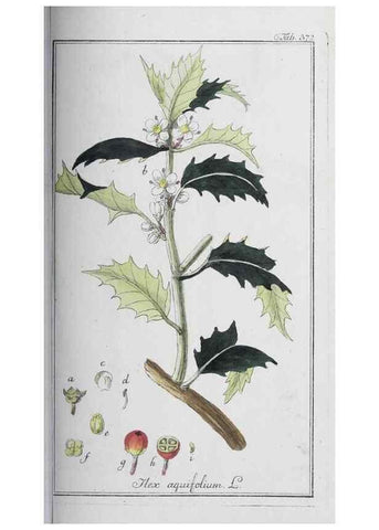 Reproducción/Reproduction 32237820407: Icones plantarum medicinalium.. Nürnberg :auf Kosten der Raspischen Buchhandlung,1779-1790. 