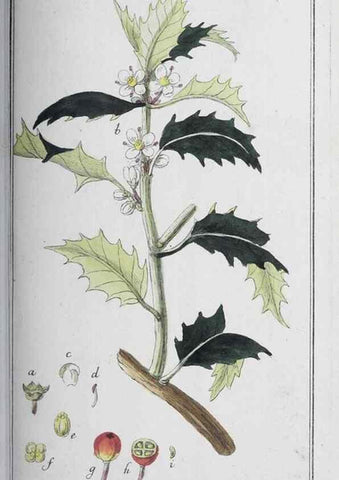 Reproducción/Reproduction 32237820407: Icones plantarum medicinalium.. Nürnberg :auf Kosten der Raspischen Buchhandlung,1779-1790. 