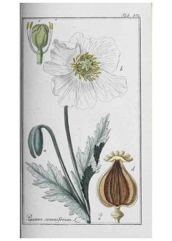 Reproducción/Reproduction 32237819157: Icones plantarum medicinalium.. Nürnberg :auf Kosten der Raspischen Buchhandlung,1779-1790. 