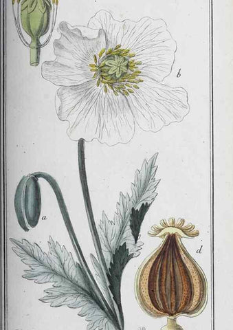 Reproducción/Reproduction 32237819157: Icones plantarum medicinalium.. Nürnberg :auf Kosten der Raspischen Buchhandlung,1779-1790. 