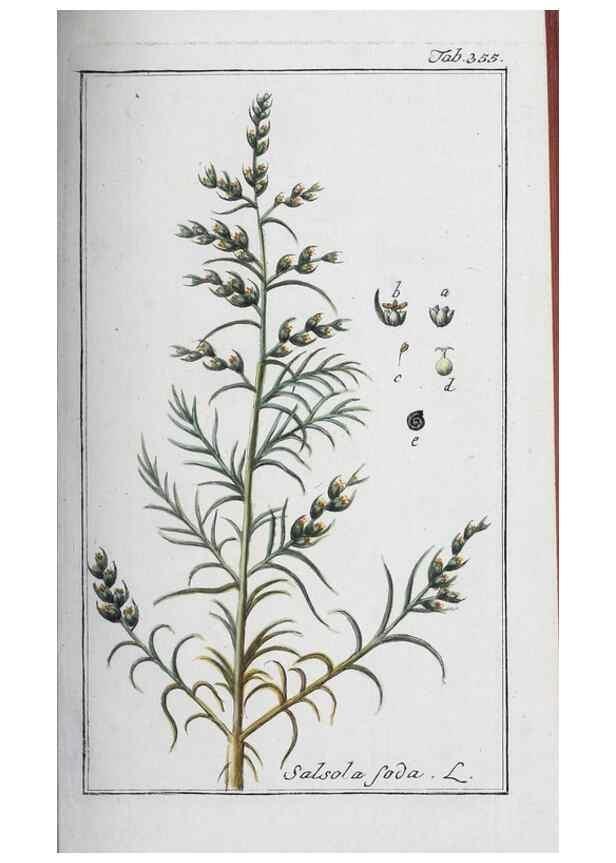 Reproducción/Reproduction 47179586911: Icones plantarum medicinalium.. Nürnberg :auf Kosten der Raspischen Buchhandlung,1779-1790. 