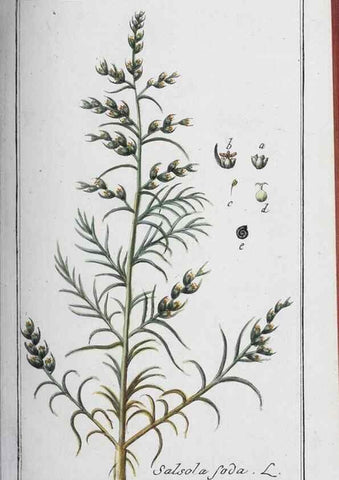 Reproducción/Reproduction 47179586911: Icones plantarum medicinalium.. Nürnberg :auf Kosten der Raspischen Buchhandlung,1779-1790. 