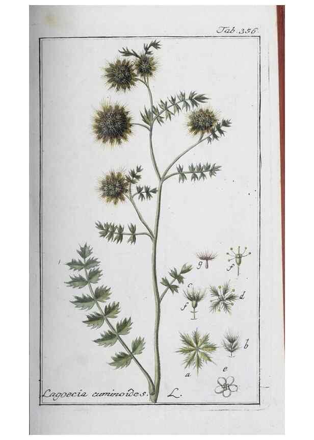 Reproducción/Reproduction 46265380925: Icones plantarum medicinalium.. Nürnberg :auf Kosten der Raspischen Buchhandlung,1779-1790. 