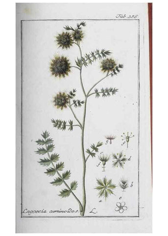 Reproducción/Reproduction 46265380925: Icones plantarum medicinalium.. Nürnberg :auf Kosten der Raspischen Buchhandlung,1779-1790. 