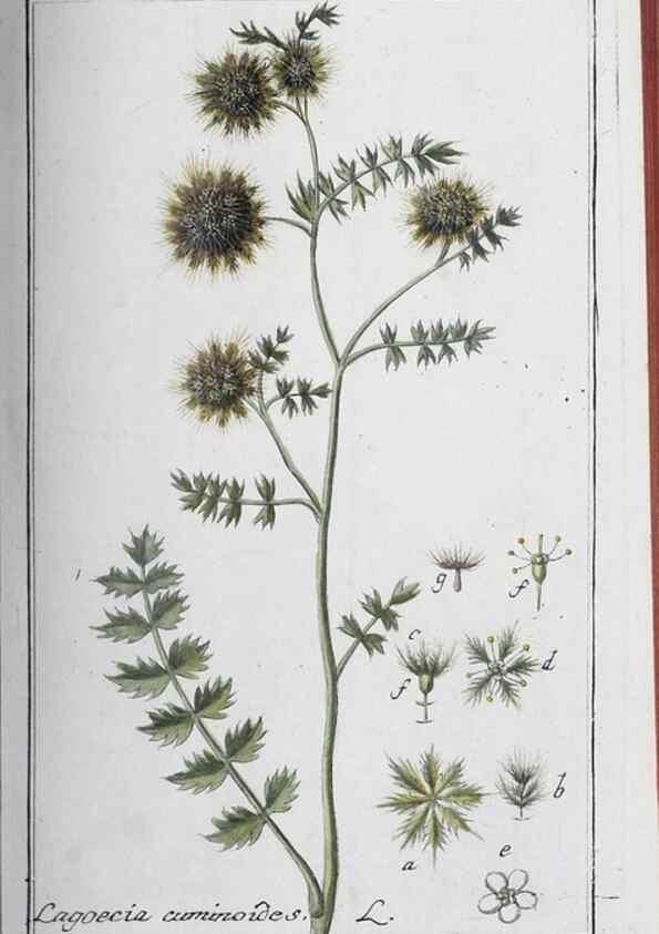 Reproducción/Reproduction 46265380925: Icones plantarum medicinalium.. Nürnberg :auf Kosten der Raspischen Buchhandlung,1779-1790. 