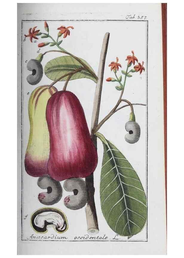 Reproducción/Reproduction 46265382025: Icones plantarum medicinalium.. Nürnberg :auf Kosten der Raspischen Buchhandlung,1779-1790. 