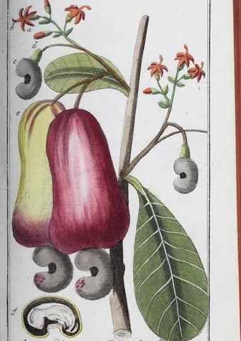 Reproducción/Reproduction 46265382025: Icones plantarum medicinalium.. Nürnberg :auf Kosten der Raspischen Buchhandlung,1779-1790. 