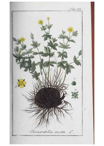 Reproducción/Reproduction 46456048954: Icones plantarum medicinalium.. Nürnberg :auf Kosten der Raspischen Buchhandlung,1779-1790. 