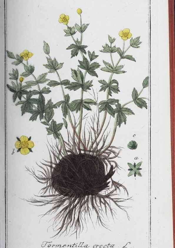 Reproducción/Reproduction 46456048954: Icones plantarum medicinalium.. Nürnberg :auf Kosten der Raspischen Buchhandlung,1779-1790. 