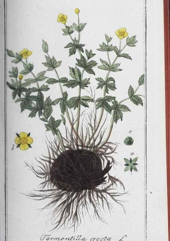 Reproducción/Reproduction 46456048954: Icones plantarum medicinalium.. Nürnberg :auf Kosten der Raspischen Buchhandlung,1779-1790. 
