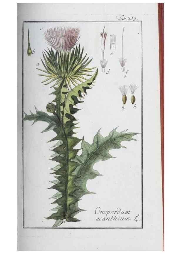 Reproducción/Reproduction 40214716453: Icones plantarum medicinalium.. Nürnberg :auf Kosten der Raspischen Buchhandlung,1779-1790. 