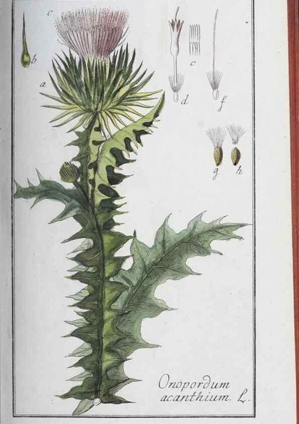 Reproducción/Reproduction 40214716453: Icones plantarum medicinalium.. Nürnberg :auf Kosten der Raspischen Buchhandlung,1779-1790. 