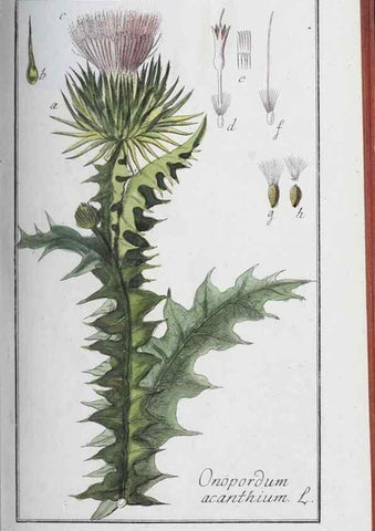 Reproducción/Reproduction 40214716453: Icones plantarum medicinalium.. Nürnberg :auf Kosten der Raspischen Buchhandlung,1779-1790. 