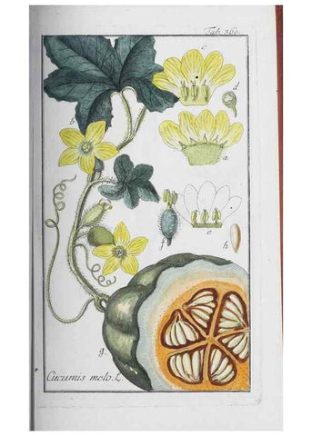 Reproducción/Reproduction 47179590211: Icones plantarum medicinalium.. Nürnberg :auf Kosten der Raspischen Buchhandlung,1779-1790. 