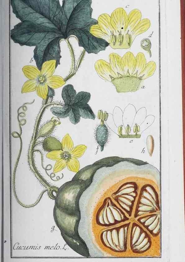 Reproducción/Reproduction 47179590211: Icones plantarum medicinalium.. Nürnberg :auf Kosten der Raspischen Buchhandlung,1779-1790. 