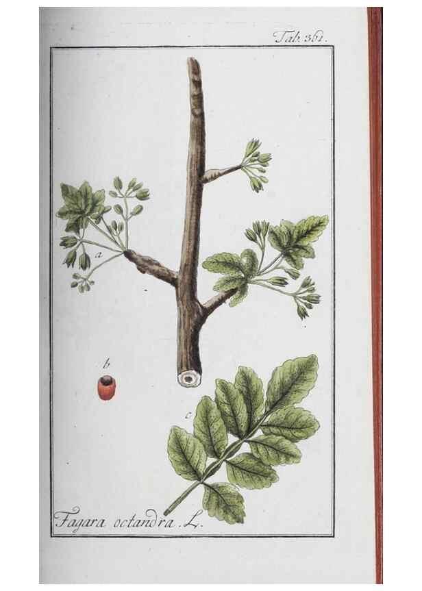 Reproducción/Reproduction 32237807157: Icones plantarum medicinalium.. Nürnberg :auf Kosten der Raspischen Buchhandlung,1779-1790. 