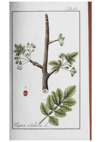 Reproducción/Reproduction 32237807157: Icones plantarum medicinalium.. Nürnberg :auf Kosten der Raspischen Buchhandlung,1779-1790. 