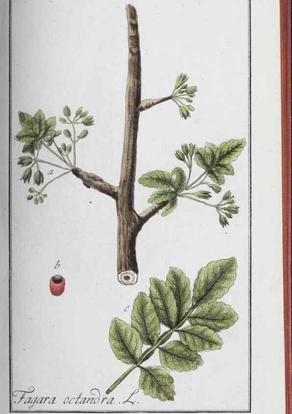 Reproducción/Reproduction 32237807157: Icones plantarum medicinalium.. Nürnberg :auf Kosten der Raspischen Buchhandlung,1779-1790. 