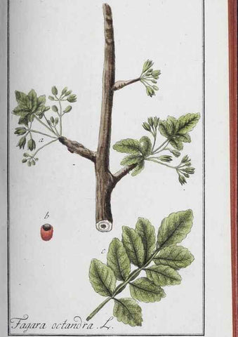 Reproducción/Reproduction 32237807157: Icones plantarum medicinalium.. Nürnberg :auf Kosten der Raspischen Buchhandlung,1779-1790. 