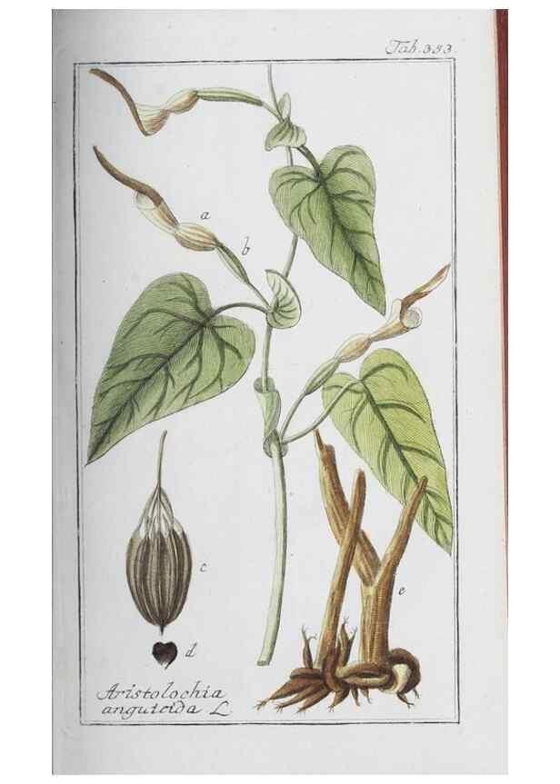 Reproducción/Reproduction 32237800597: Icones plantarum medicinalium.. Nürnberg :auf Kosten der Raspischen Buchhandlung,1779-1790. 