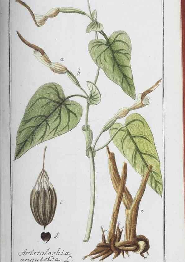 Reproducción/Reproduction 32237800597: Icones plantarum medicinalium.. Nürnberg :auf Kosten der Raspischen Buchhandlung,1779-1790. 