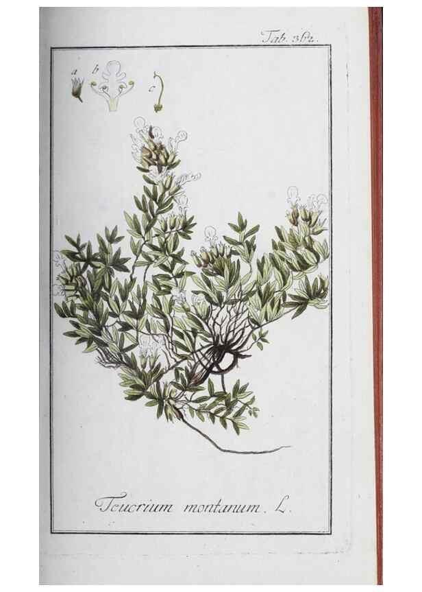 Reproducción/Reproduction 47127758602: Icones plantarum medicinalium.. Nürnberg :auf Kosten der Raspischen Buchhandlung,1779-1790. 