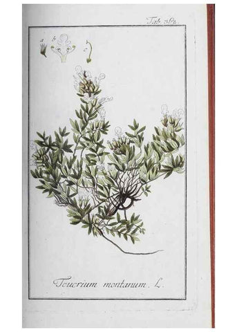 Reproducción/Reproduction 47127758602: Icones plantarum medicinalium.. Nürnberg :auf Kosten der Raspischen Buchhandlung,1779-1790. 