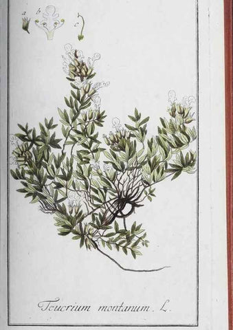 Reproducción/Reproduction 47127758602: Icones plantarum medicinalium.. Nürnberg :auf Kosten der Raspischen Buchhandlung,1779-1790. 