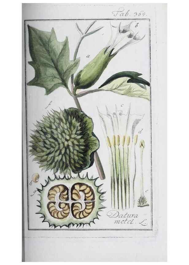Reproducción/Reproduction 32237809807: Icones plantarum medicinalium.. Nürnberg :auf Kosten der Raspischen Buchhandlung,1779-1790. 