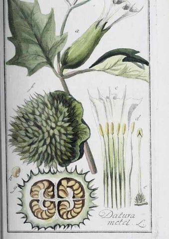 Reproducción/Reproduction 32237809807: Icones plantarum medicinalium.. Nürnberg :auf Kosten der Raspischen Buchhandlung,1779-1790. 