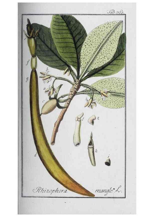 Reproducción/Reproduction 32237811227: Icones plantarum medicinalium.. Nürnberg :auf Kosten der Raspischen Buchhandlung,1779-1790. 