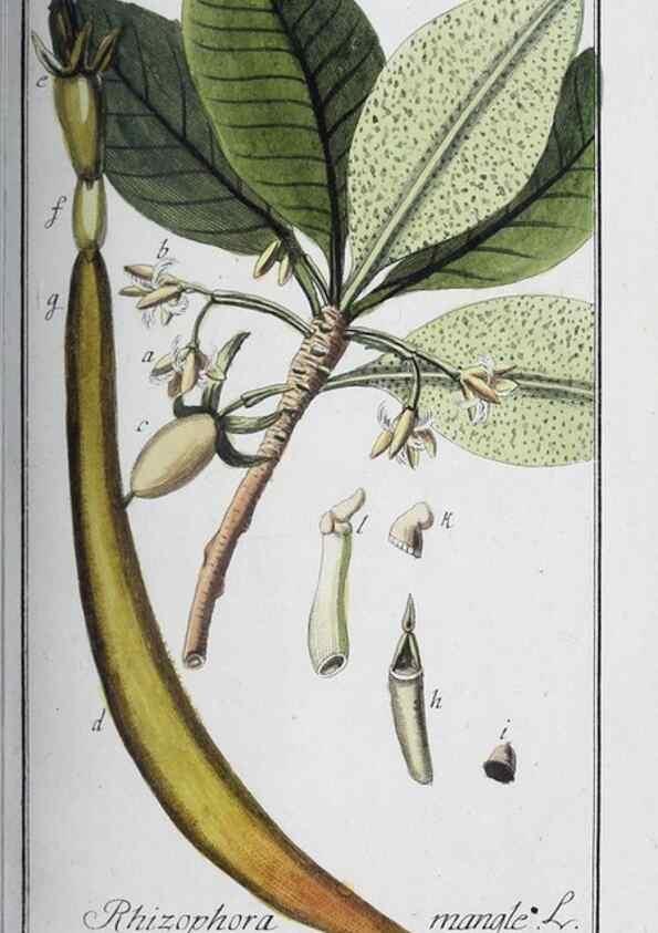 Reproducción/Reproduction 32237811227: Icones plantarum medicinalium.. Nürnberg :auf Kosten der Raspischen Buchhandlung,1779-1790. 